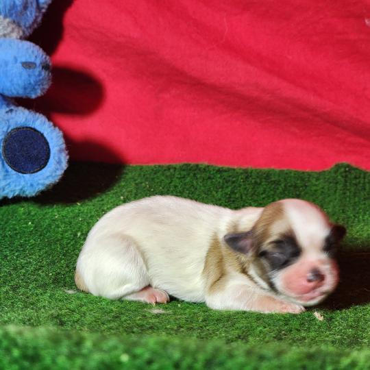 chiot Coton de tulear Sab.Pbl.Env Élevage du Royaume des P'tits Loups  
