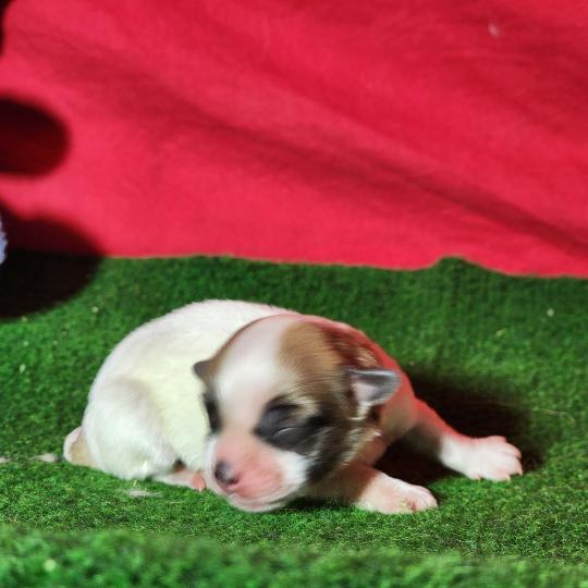 chiot Coton de tulear Sab.Pbl.Env Élevage du Royaume des P'tits Loups  