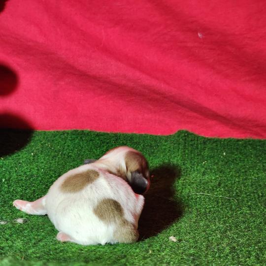 chiot Coton de tulear Sab.Pbl.Env Élevage du Royaume des P'tits Loups  