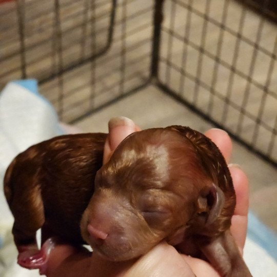 Atchi Ancoride Mâle Caniche