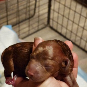 Atchi Ancoride Mâle Caniche