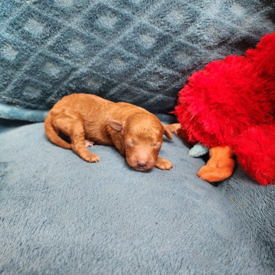 chiot Caniche Fauve rouge Atchi Ancoride Élevage du Royaume des P'tits Loups  
