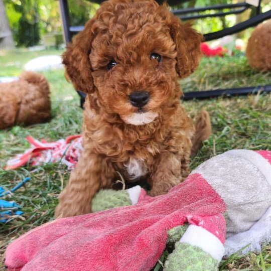 chiot Caniche Fauve rouge Atchi Ancoride Élevage du Royaume des P'tits Loups  