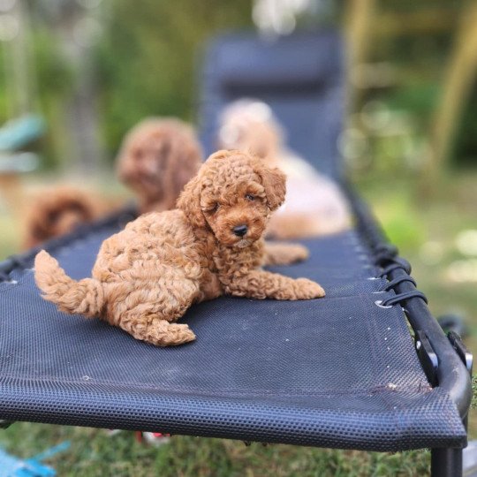chiot Caniche Fauve rouge Atchi Ancoride Élevage du Royaume des P'tits Loups  