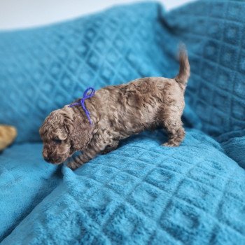 Auggi Ancoride (violet) Mâle Caniche