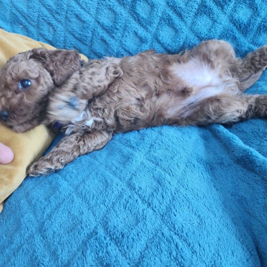 chiot Caniche fauve rouge Auggi Ancoride (violet) Élevage du Royaume des P'tits Loups  