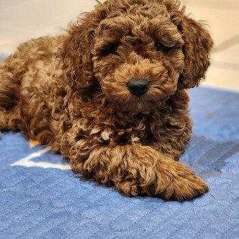 Auggi Ancoride (violet) Mâle Caniche