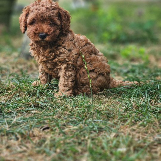 chiot Caniche Fauve rouge Aurie Ancoride ( réserver Coralie) Élevage du Royaume des P'tits Loups  