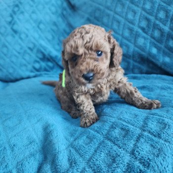 Azuki Ancoride (vert) Mâle Caniche