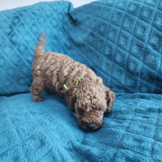 chiot Caniche fauve rouge Azuki Ancoride (jaune) Élevage du Royaume des P'tits Loups  