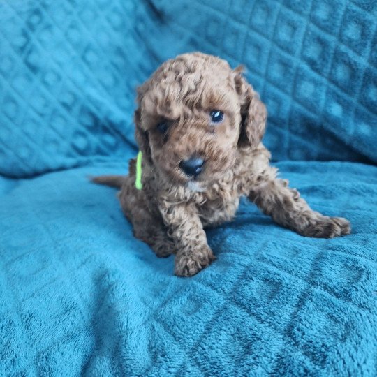 chiot Caniche fauve rouge Azuki Ancoride (jaune) Élevage du Royaume des P'tits Loups  