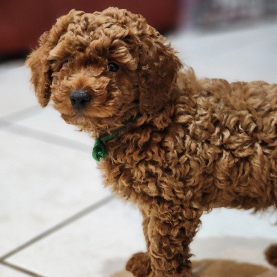 chiot Caniche fauve rouge Azuki Ancoride (vert) Élevage du Royaume des P'tits Loups  