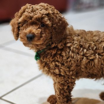 Azuki Ancoride (vert) Mâle Caniche