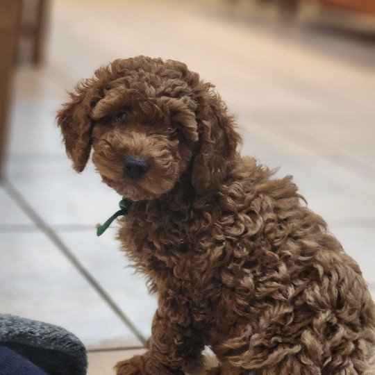 chiot Caniche fauve rouge Azuki Ancoride (vert) Élevage du Royaume des P'tits Loups  