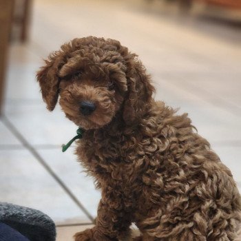 Azuki Ancoride (vert) Mâle Caniche