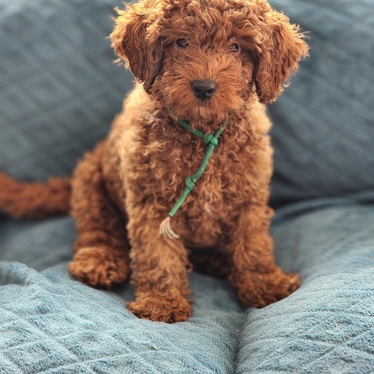 chiot Caniche fauve rouge Azuki Ancoride (vert) Élevage du Royaume des P'tits Loups  