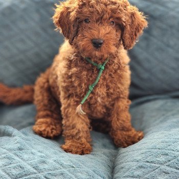 Azuki Ancoride ( réserver) Mâle Caniche