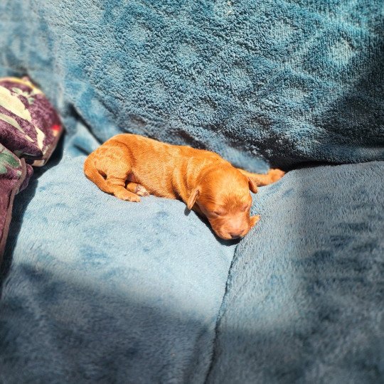 chiot Caniche Fauve rouge Asko Ancoride Élevage du Royaume des P'tits Loups  