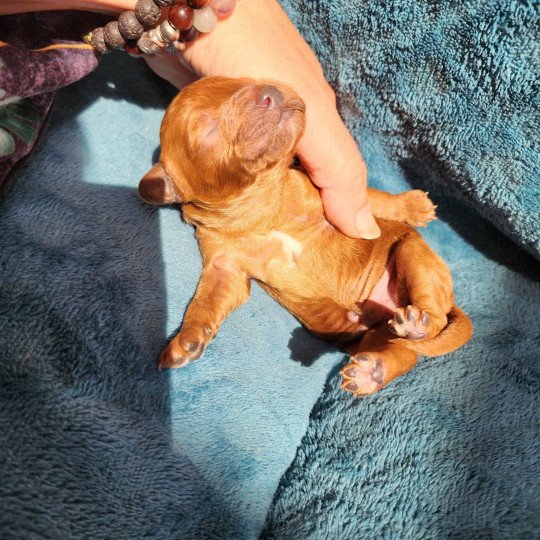 chiot Caniche Fauve rouge Asko Ancoride Élevage du Royaume des P'tits Loups  