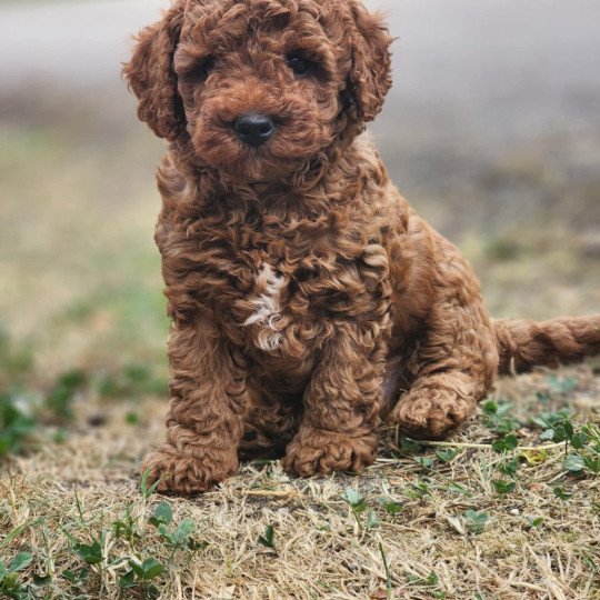 chiot Caniche Fauve rouge Asko Ancoride Élevage du Royaume des P'tits Loups  
