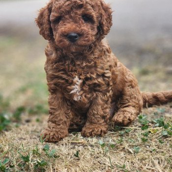Asko Ancoride Mâle Caniche