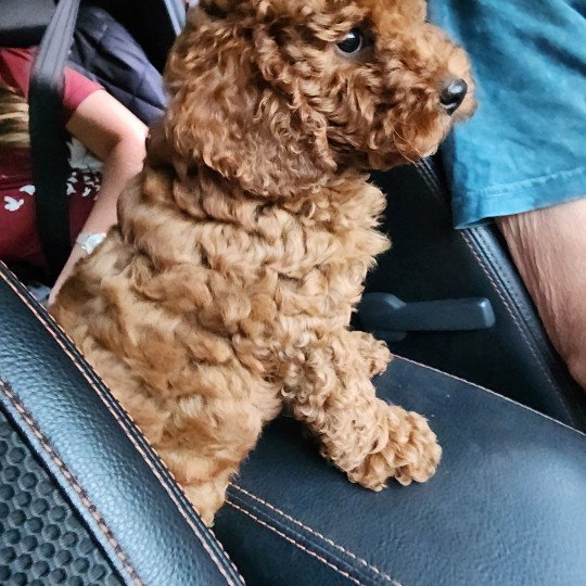 chiot Caniche Fauve rouge Asko Ancoride Élevage du Royaume des P'tits Loups  