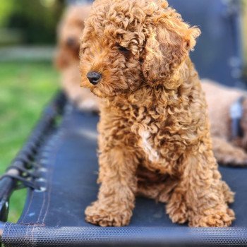 Asko Ancoride Mâle Caniche