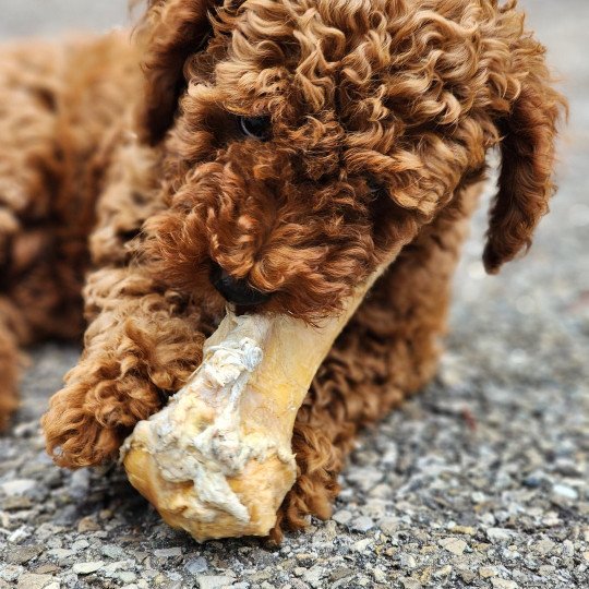 chiot Caniche Fauve rouge Asko Ancoride Élevage du Royaume des P'tits Loups  
