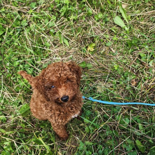 chiot Caniche Fauve rouge Asko Ancoride Élevage du Royaume des P'tits Loups  