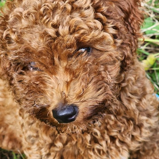 chiot Caniche Fauve rouge Asko Ancoride Élevage du Royaume des P'tits Loups  