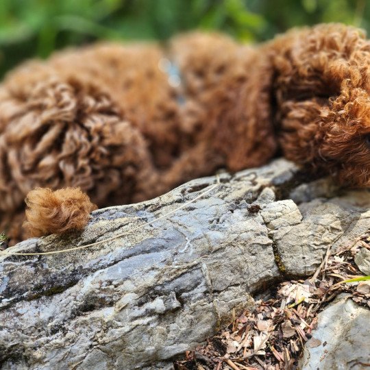 chiot Caniche Fauve rouge Asko Ancoride Élevage du Royaume des P'tits Loups  