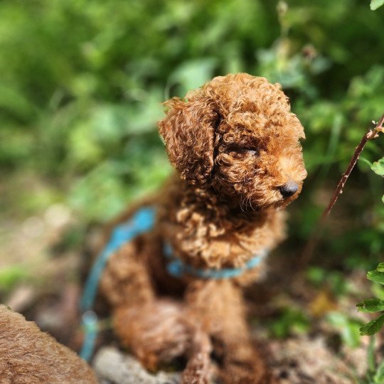 chiot Caniche Fauve rouge Asko Ancoride Élevage du Royaume des P'tits Loups  