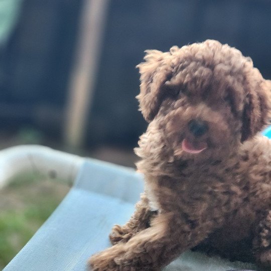 chiot Caniche Fauve rouge Asko Ancoride Élevage du Royaume des P'tits Loups  