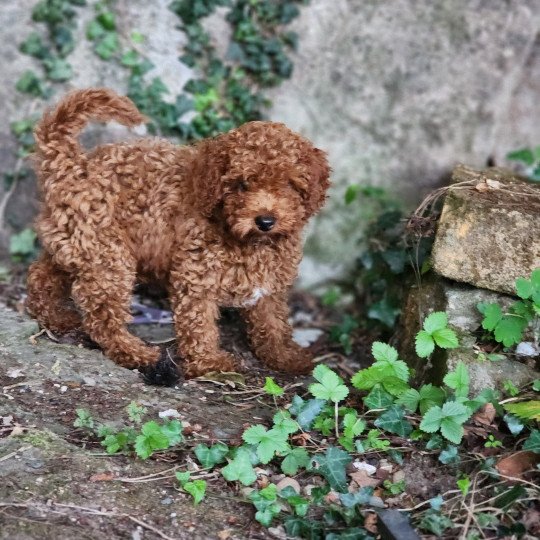 chiot Caniche Fauve rouge Asko Ancoride Élevage du Royaume des P'tits Loups  