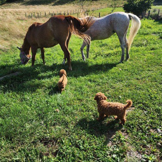 chiot Caniche Fauve rouge Asko Ancoride Élevage du Royaume des P'tits Loups  