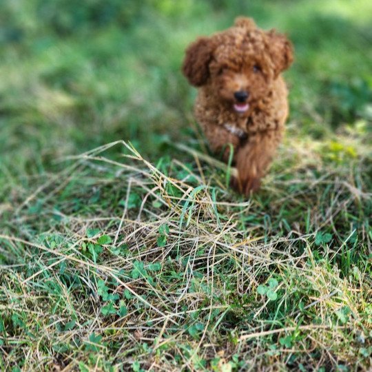 chiot Caniche Fauve rouge Asko Ancoride Élevage du Royaume des P'tits Loups  