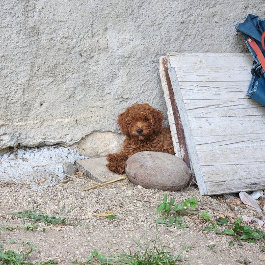chiot Caniche Fauve rouge Asko Ancoride Élevage du Royaume des P'tits Loups  