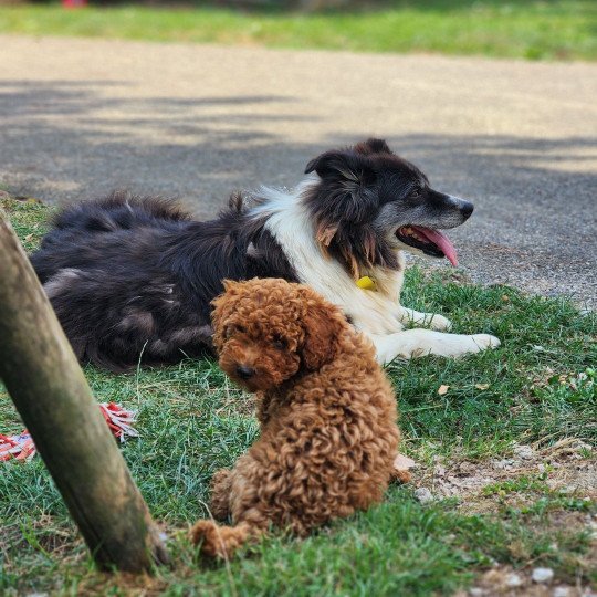 chiot Caniche Fauve rouge Asko Ancoride Élevage du Royaume des P'tits Loups  