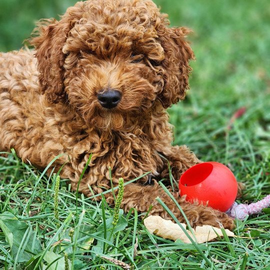 chiot Caniche Fauve rouge Asko Ancoride Élevage du Royaume des P'tits Loups  