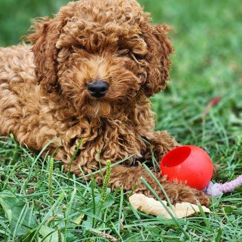 Asko Ancoride Mâle Caniche