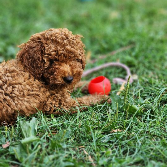 chiot Caniche Fauve rouge Asko Ancoride Élevage du Royaume des P'tits Loups  