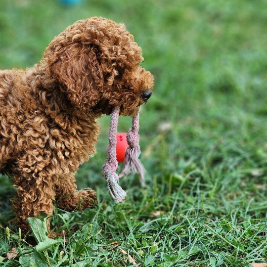 chiot Caniche Fauve rouge Asko Ancoride Élevage du Royaume des P'tits Loups  