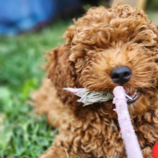 chiot Caniche Fauve rouge Asko Ancoride Élevage du Royaume des P'tits Loups  