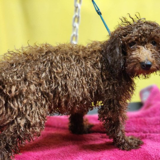 chiot Caniche Fauve rouge Asko Ancoride Élevage du Royaume des P'tits Loups  