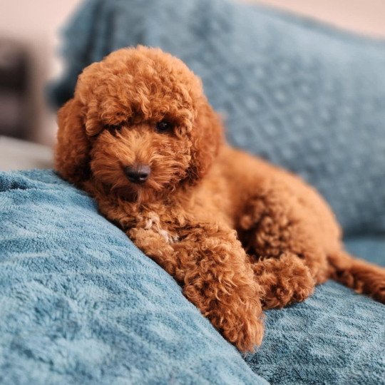 chiot Caniche Fauve rouge Asko Ancoride Élevage du Royaume des P'tits Loups  