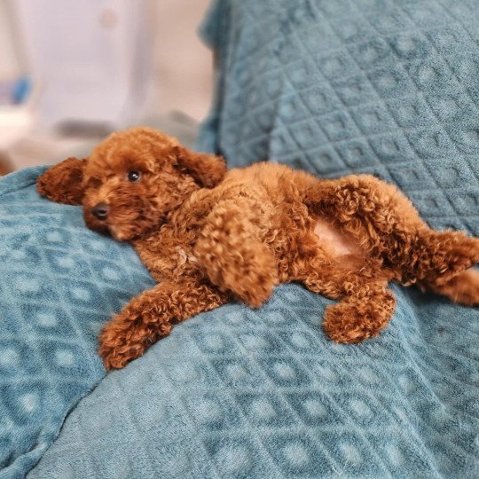 chiot Caniche Fauve rouge Asko Ancoride Élevage du Royaume des P'tits Loups  