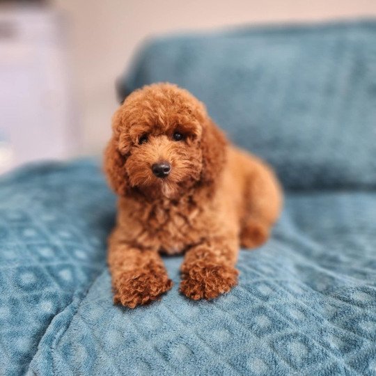 chiot Caniche Fauve rouge Asko Ancoride Élevage du Royaume des P'tits Loups  
