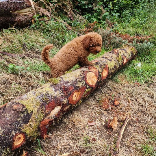 chiot Caniche Fauve rouge Asko Ancoride Élevage du Royaume des P'tits Loups  