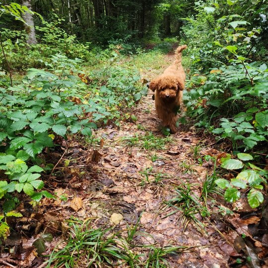 chiot Caniche Fauve rouge Asko Ancoride Élevage du Royaume des P'tits Loups  