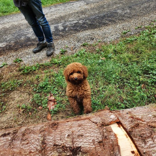 chiot Caniche Fauve rouge Asko Ancoride Élevage du Royaume des P'tits Loups  